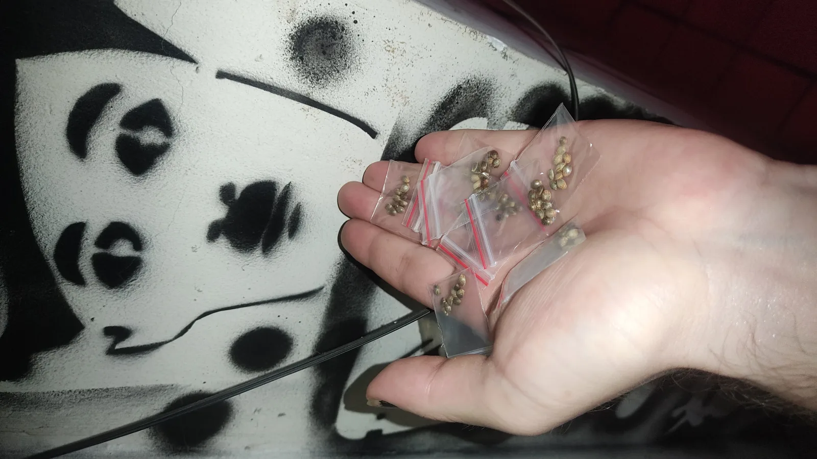 Semillas tipo regulares x10