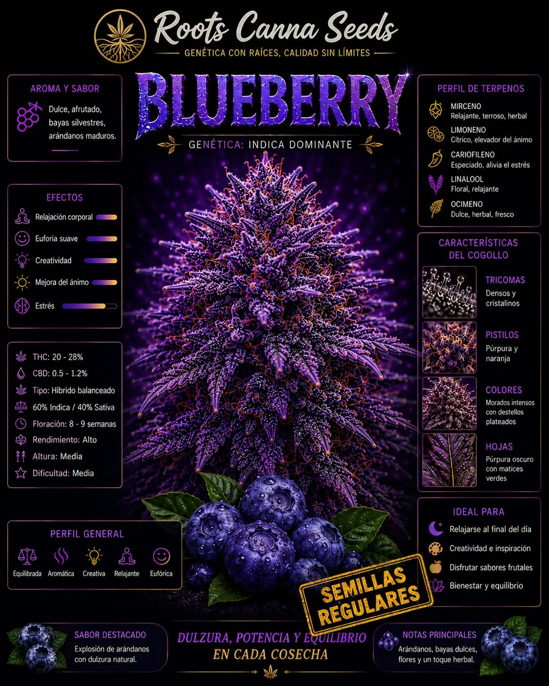 Blueberry  regulares x12